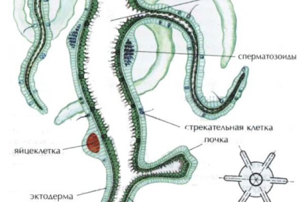 Ссылка кракен сегодня