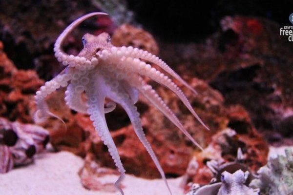 Kraken что это такое