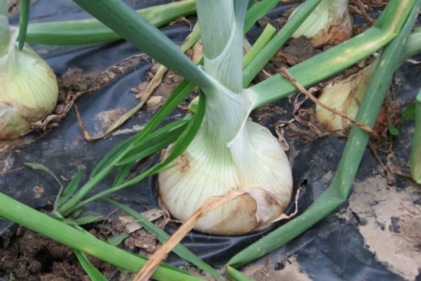 Ссылки для tor